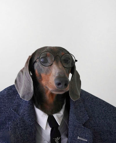 Pet-iquette: Decoding Formal Pet Attire for Special Occasions