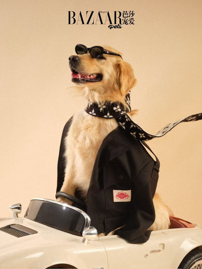 New Year, New Look: Refreshing Your Pet’s Wardrobe for 2025