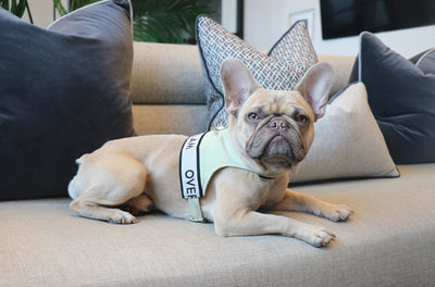 All You Need To Know About: French Bulldogs