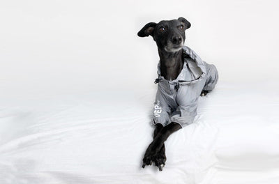 All You Need To Know About: Whippets