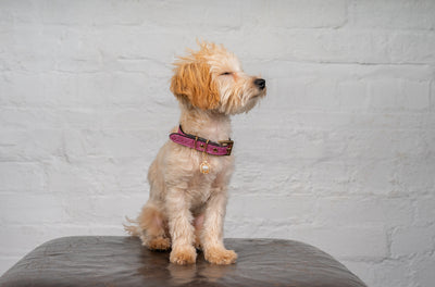 Collar vs Harness: which one is best for your dog?