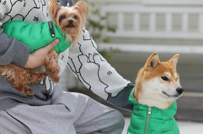 Protect Your Pet This Winter: The Best Ways to Keep Your Dog Safe