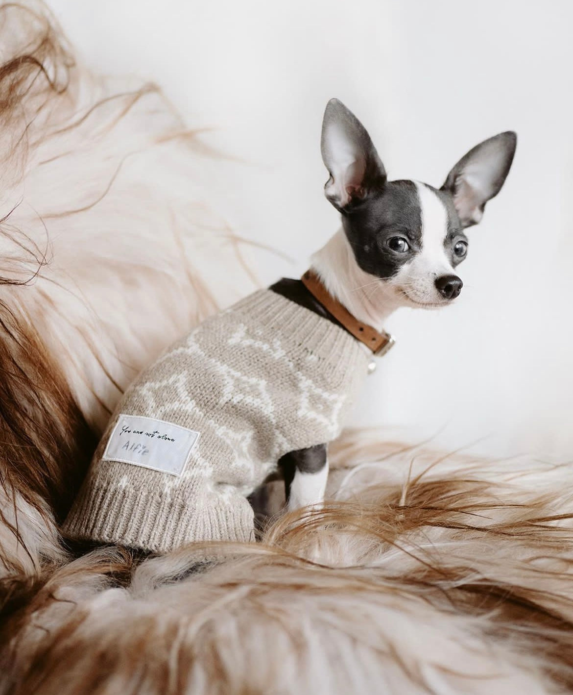 Over Glam - Pet Fashion – OVERGLAM LONDON