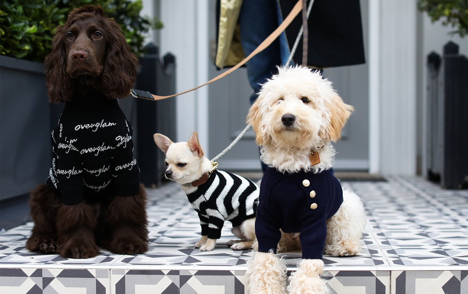 Dog Collar Luxury Brand Dog Clothes Luxury Dog Designer Brand Dog