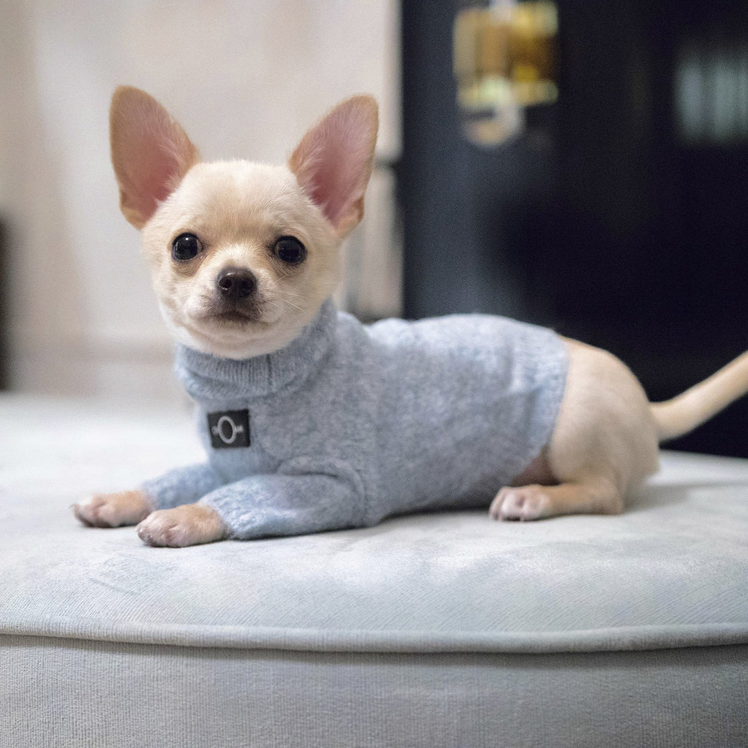 Chihuahua turtleneck new arrivals